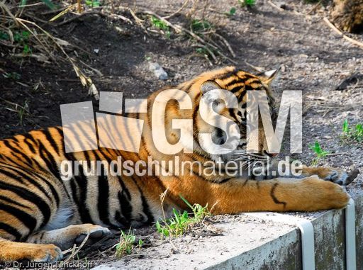 Tiger (7 von 10).jpg